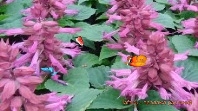 Сальвия обыкновенная Лавендер ? сальвия Лавендер обзор: как сажать семена сальвии Лавендер смотреть онлайн