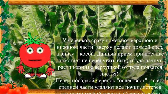 ВАЖНЫЙ СОВЕТ ПО ПОСАДКЕ ХРЕНА! смотреть онлайн