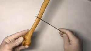 Плечевая кость - Humerus, курс нормальной анатомии (мобильное приложение "Учи Анат")