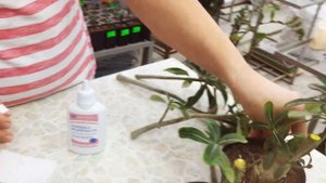 Как Сделать Обрезку Адениума!