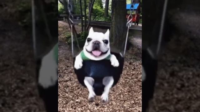 собака качается на качелях#мем#фон#собака#мопс#качели