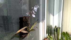 Цветение орхидеи толумния (Tolumnia Jairak Firm ‘Pink Halo’)