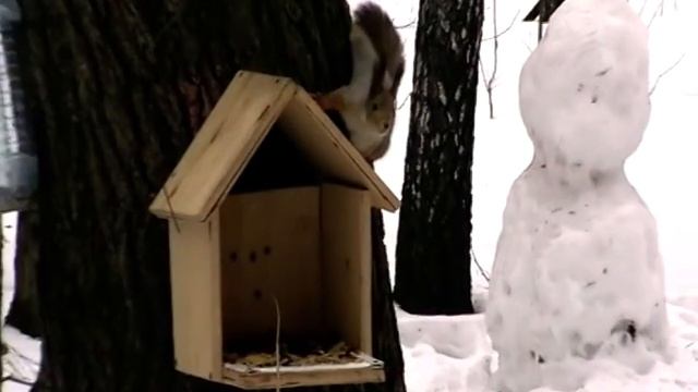 Белочка в зимнем парке Кузьминки смотреть онлайн