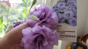 Сейте самые красивые сорта! / 6 сортов эустомы от разных российских агрофирм