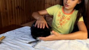 Стрижка КОГТЕЙ Морской Свинке / КАК правильно ПОДСТРИЧЬ когти СВИНКЕ? / Уход за питомцами