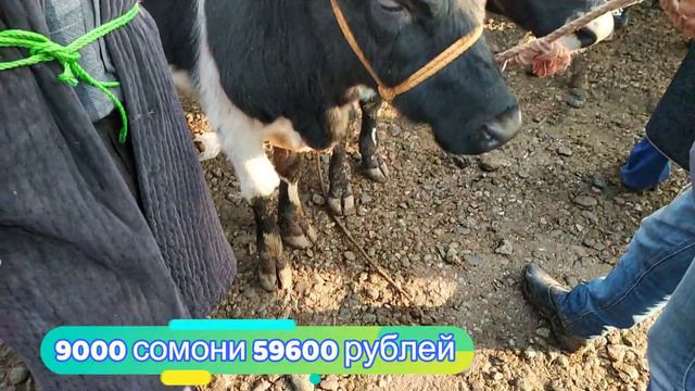 гов бозори шахринав чептура панчшанбе бозор 07 ноября