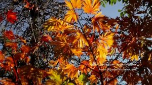 Acer japonicum 'Aconitifolium' (Old Version)