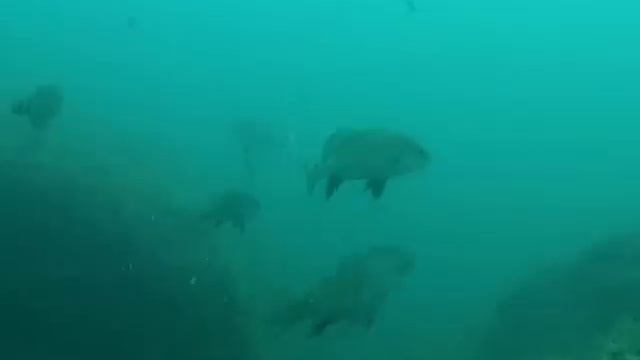 Рыбы Черного моря. The fish of the Black sea.