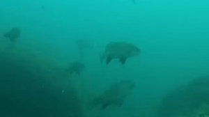 Рыбы Черного моря. The fish of the Black sea.