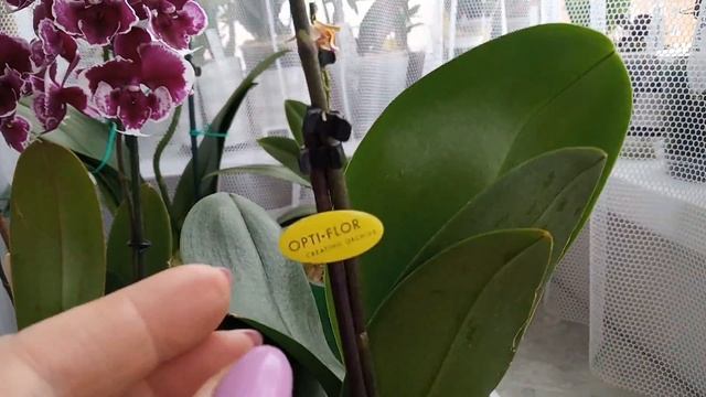 118)ПРО ЖЕМЧУЖИНКУ ,СКАЗКУ И ДРУГУЮ КРАСОТУ??? смотреть онлайн