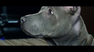 Тайский риджбек по кличке Тайсон