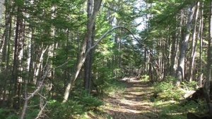 В осеннем лесу Лососина