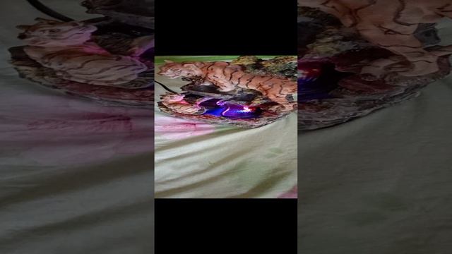 1000010687.mp4