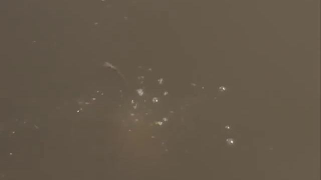 Ловля уклейки,уклейка весной