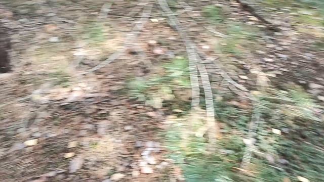 Грибы ежовик белый рыжик октябрь 2022.(3) смотреть онлайн