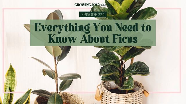 224 Ficus Care 101 | Growing Joy with Plants | Podcast смотреть онлайн