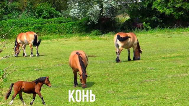 Домашние животные для малышей.Развивающее видео на русском языке.HD. смотреть онлайн