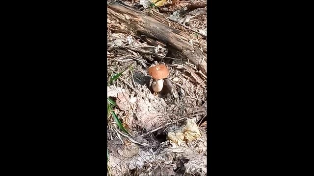 ГРИБЫ  С  МУЗЫКОЙ . смотреть онлайн