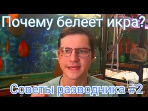 Почему белеет икра у Дискусов? Советы разводчика №2