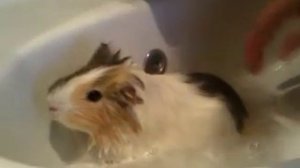 Как мыть морскую свинку??