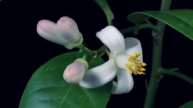 Secret Garden - End Of A Journey