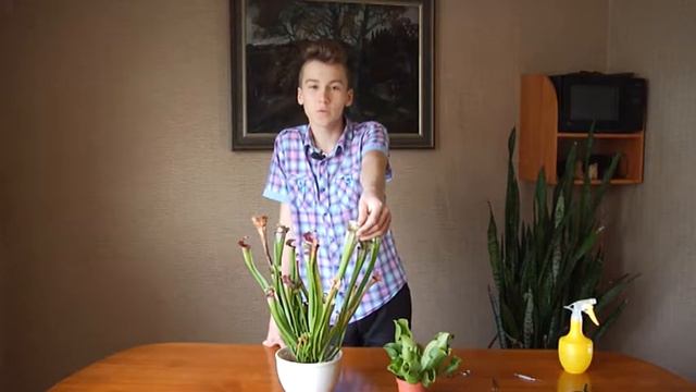 #флоранефауна: хищная сарацения