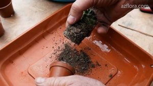 ВЫ КУПИЛИ КАКТУС - ЧТО С НИМ ДЕЛАТЬ ДАЛЬШЕ?