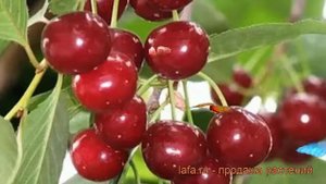 Вишня степная Уральская рубиновая ? обзор: как сажать, саженцы вишни Уральская рубиновая