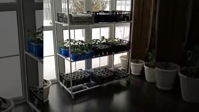 Стеллаж для рассады