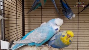 что означает радужный окрас волнистого попугая