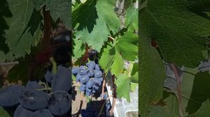 Обзор ГФ винограда Ласточка.