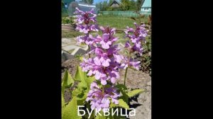 Лучшие компаньоны для роз! С какими цветами посадить розы!
