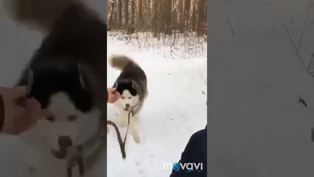 Гостиница для собак с обучением.Курс 2 недели