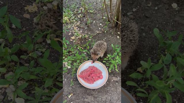 Пришли покормить кошек, а заявился нежданный гость