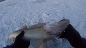 Первый лёд и сразу трофей! Рыбалка на Судака зимой