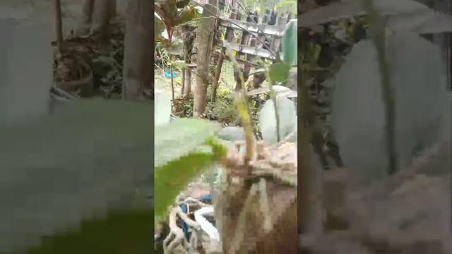 My Orchids Phalaenopsis is bloom now смотреть онлайн