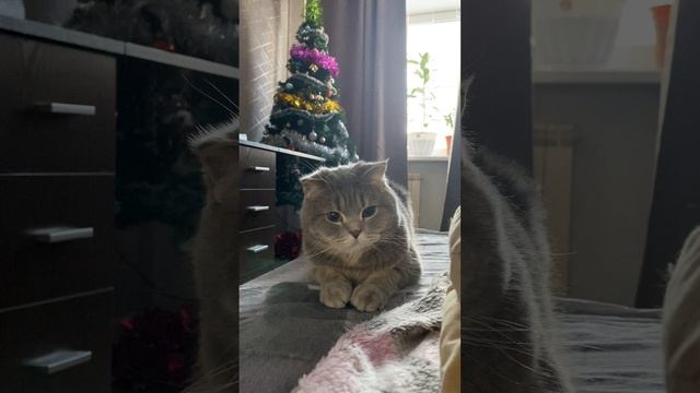 Пуша смотрит / Pusha is watching
