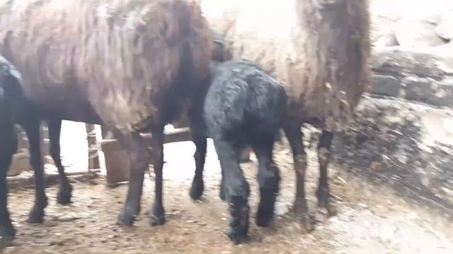 КУЙ БОКИШ УЙ ШАРОИТИДА