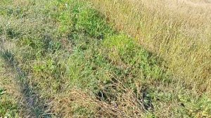 Стрекозы садятся на пальцы человека????