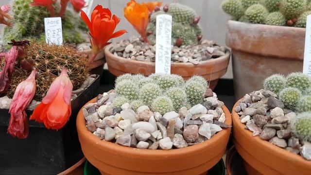 Rebutia cacti in flower early June 2018 смотреть онлайн
