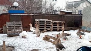 Холмогор қаздары бірінші қар .Род. стада холмогорских гусей.11.11.20.г.