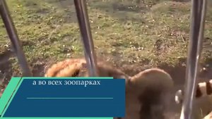 Познавательная минутка.  Редкие животные России