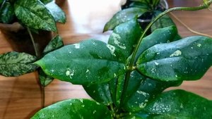 ??Хойи с серебристыми пятнышками (сплешем) на листьях. Wibergie, Crassipetiolata, Svetlana...