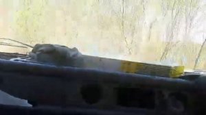 Испытания ТOYOTA DYNA с мостами газ66 на бездорожье