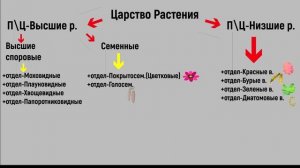 Ботаника.Многообразие растений.Основные отделы растений.