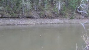 Ловля хариуса в тайге 9 й день из 10 дней рыбалка охота тайга лес природа поход выживание в лесу