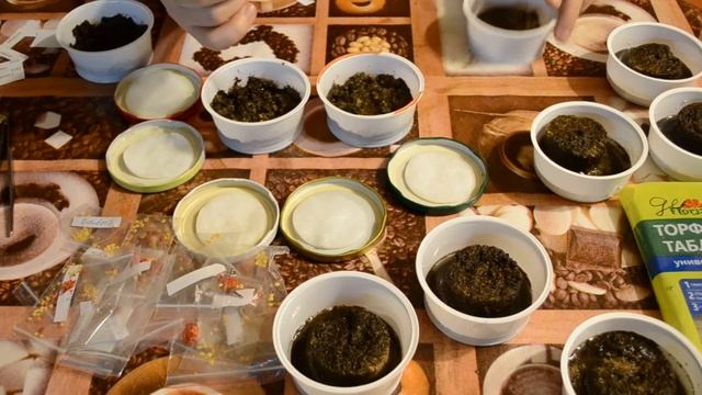 Посев новых сортов острого перца смотреть онлайн