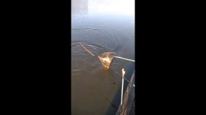 Рыбалка на 70 пруду, Воронежская область. ХОРОШИЙ УЛОВ!!!