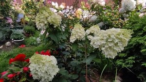 Гортензия метельчатая Сильвер Доллар  ??Hydrangea paniculata `Silver Dollar`