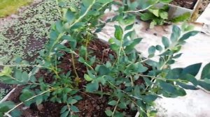 Голубика Нижний Новгород 09 07 2023